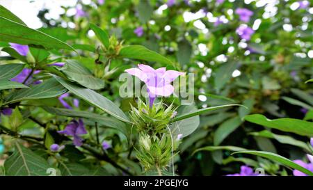 Landschaft der Blumen von Barleria cristata auch bekannt als Philippine Violet, Bluebell barleria, Crested Philippine Violet, Purple Angel, Shooting Star Stockfoto