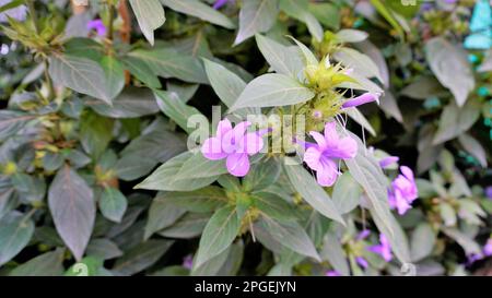 Landschaft der Blumen von Barleria cristata auch bekannt als Philippine Violet, Bluebell barleria, Crested Philippine Violet, Purple Angel, Shooting Star Stockfoto