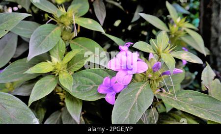 Landschaft der Blumen von Barleria cristata auch bekannt als Philippine Violet, Bluebell barleria, Crested Philippine Violet, Purple Angel, Shooting Star Stockfoto