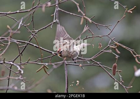 Common (Mealy) Redpoll (Carduelis flammea) Norwich UK GB März 2023 Stockfoto
