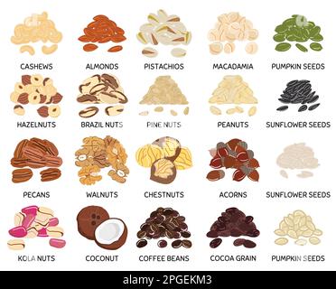 Satz handgezeichneter Vektoren, eine Handvoll Nüsse und Samen. Cashews, Mandeln, Pistazien, Walnüsse, Kürbis, Sonnenblumenkerne. Bio gesunde Lebensmittel. Vegan und V Stock Vektor