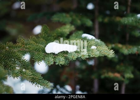 Naher, stimmungsvoller Kiefernzweig mit Schnee bedeckt in tiefen Wäldern Stockfoto