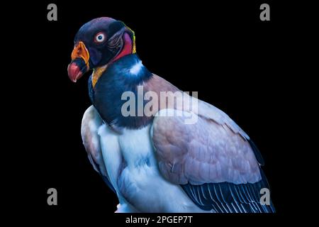 Farbenfroher rot-orange-weißer King Vulture Bird Raptor Sarcoramphus Papa in Waikiki Honolulu Hawaii. Vogel ist in Südamerika heimisch. Stockfoto