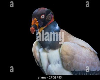 Farbenfroher rot-orange-weißer King Vulture Bird Raptor Sarcoramphus Papa in Waikiki Honolulu Hawaii. Vogel ist in Südamerika heimisch. Stockfoto