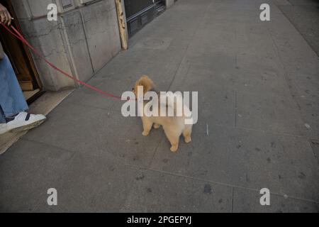 Ein kleiner pommern-Hund wartet auf den Besitzer in den Straßen von Genf Stockfoto