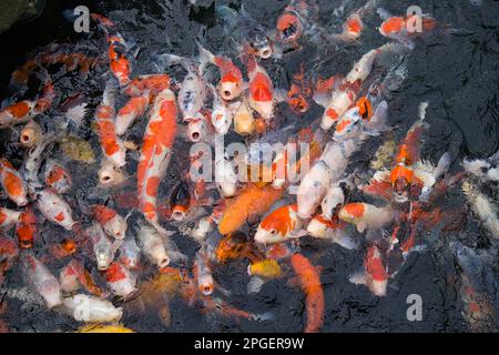 Koi, dekorative Karpfen, Asakusa, Tokio, Japan, Stockfoto