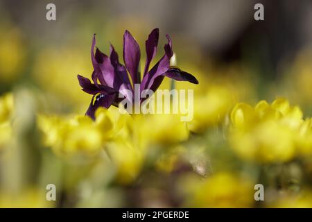 Nahaufnahme von Blumen, die auf dem Feld wachsen Stockfoto