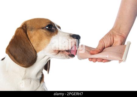 beagle bekommt eine Belohnung Stockfoto