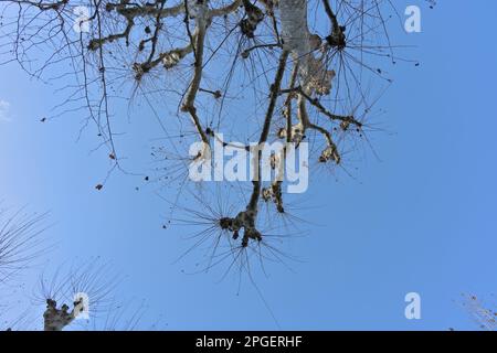 Blattlose Bäume, die im Winter vor einem blauen Himmel erstickt wurden. Natürlicher Hintergrund Stockfoto