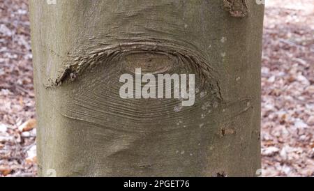 Ein augenförmiger Knoten in einem Baumstamm, an dem ein Ast entfernt wurde. Stockfoto