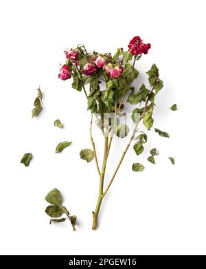 Zweig toter Rosen isoliert. Trockne rosa Rosen auf weißem Hintergrund von oben. Konzeptionelle Zusammensetzung getrockneter Blüten und Blätter. Unglückliche Liebe. Verlust. Stockfoto