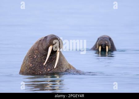 Zwei männliche Walrusen (Odobenus rosmarus), Stiere, die im Nordpolarmeer schwimmen, Svalbard/Spitsbergen, Norwegen Stockfoto