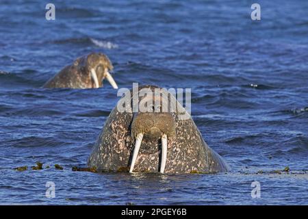 Zwei männliche Walrusen (Odobenus rosmarus), Stiere, die im Nordpolarmeer schwimmen, Svalbard/Spitsbergen, Norwegen Stockfoto