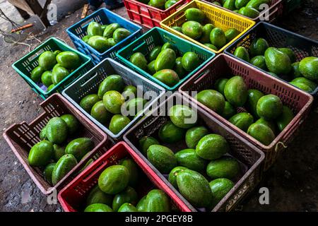 Frische und reife Avocados, die auf lokalen Bauernhöfen angebaut werden, werden auf dem Straßenmarkt in Cali, Kolumbien, zum Verkauf angeboten. Stockfoto