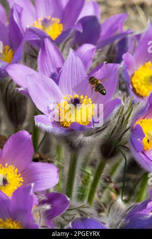 Erste Frühlingsblume, bienenfreundlich, Insekten, Pasque-Blume, Honigbiene, Bestäubung, Blume, Frühling, Saison erste Frühlingsgartenblumen Stockfoto