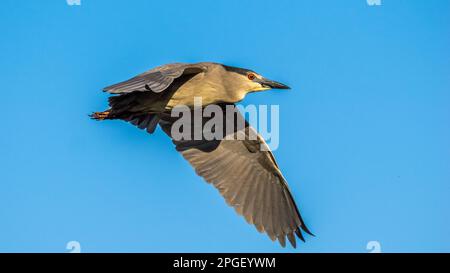 Der Schwarzkronen-Nachtreiher fliegt in einem blauen Himmel in der Audubon Rookery in Venice, Florida, USA Stockfoto