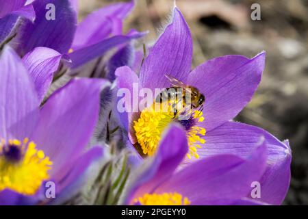 Honigbiene APIs mellifera im Spätwinter auf Pasque Flower Stockfoto