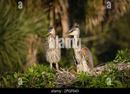 Ein Paar junger großer Blaureiher auf einem Nest in der Audubon Rookery in der Gegend von Venedig in Vennice, Florida, USA Stockfoto