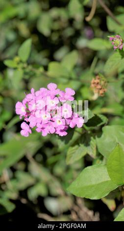 Blüten von Lantana montevidensis, auch bekannt als Purple lantana, Wild Verbena, Trailing lantana, Creeping lantana, Weeping lantana, Kleine lantana, Stockfoto