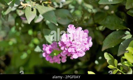 Blüten von Lantana montevidensis, auch bekannt als Purple lantana, Wild Verbena, Trailing lantana, Creeping lantana, Weeping lantana, Kleine lantana, Stockfoto