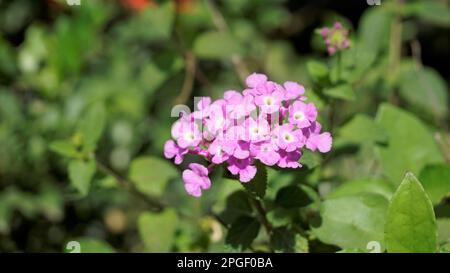 Blüten von Lantana montevidensis, auch bekannt als Purple lantana, Wild Verbena, Trailing lantana, Creeping lantana, Weeping lantana, Kleine lantana, Stockfoto