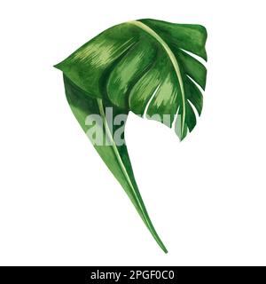 Tropische Blätter. Eine Reihe von wässrigen grünen Tannenbäumen, isoliert auf weißem Hintergrund. Tropische Palmenblätter in grüner Farbe, handgezeichnet in Aquarell. Stockfoto