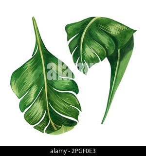 Tropische Blätter. Eine Reihe von wässrigen grünen Tannenbäumen, isoliert auf weißem Hintergrund. Tropische Palmenblätter in grüner Farbe, handgezeichnet in Aquarell. Stockfoto
