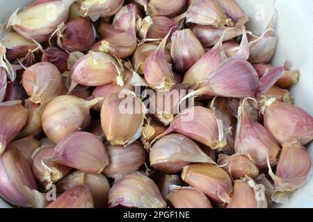 Knoblauchzehen, die von den Köpfen getrennt wurden, bevor sie in den Boden gepflanzt wurden. Stockfoto