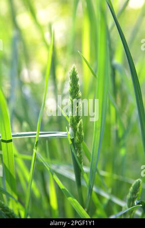 Wertvolles Futtergras Dactylis glomerata wächst in der Natur Stockfoto