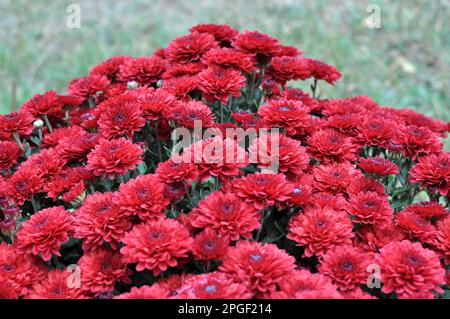 Chrysanthemen blühen im Herbstgarten Stockfoto