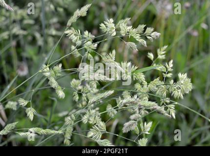 Wertvolles Futtergras Dactylis glomerata wächst in der Natur Stockfoto