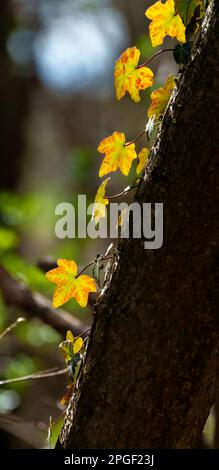 Kletterpflanze mit hellroten Blättern von Jungtrauben an der Wand im Herbst. Helle Herbstfarben. Parthenocissus trikuspidata oder Boston Efeu Stockfoto