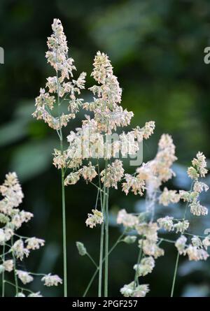 Wertvolles Futtergras Dactylis glomerata wächst in der Natur Stockfoto