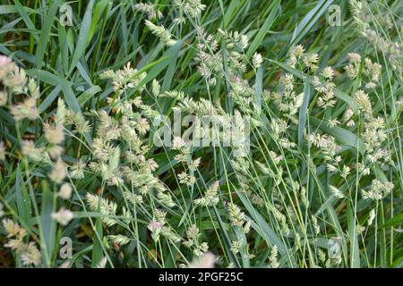 Wertvolles Futtergras Dactylis glomerata wächst in der Natur Stockfoto