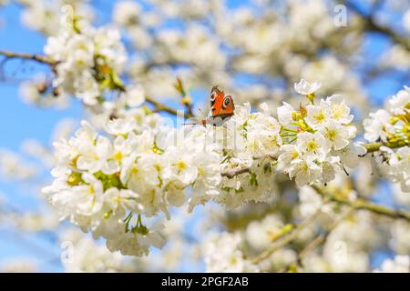 Der große rote Admiral über Blumen der Kirschblüten an einem Frühlingstag Stockfoto