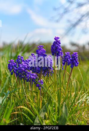 Eine Muscari-armeniacum-Blume oder allgemein als Traubenhyazinthen im Frühlingsgarten bekannt Stockfoto