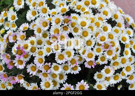 Chrysanthemen blühen im Herbstgarten Stockfoto