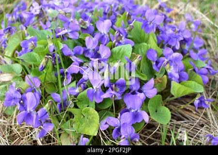 Im Frühling wächst das wilde Waldviolett (Viola odorata) Stockfoto