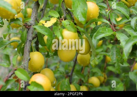 Uber die Zweige der baumreifen Früchte der Kirschpflaume (Prunus cerasifera) Stockfoto