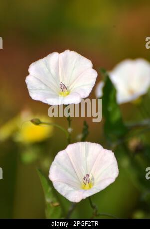 Convolvulus arvensis wächst und blüht auf dem Feld Stockfoto