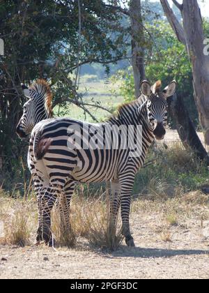 Die zwei Zebras stehen auf einem grasbedeckten Feld vor einem Baumhain. Stockfoto