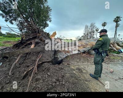 Carpinteria, Kalifornien, USA. 21. März 2023. Ein Polizist erkundet einen umgestürzten Baum auf dem Boden aufgrund von starkem Regen und Wind entlang der Linden Ave. In der Nähe des Carpinteria State Beach im Santa Barbara County. (Kreditbild: © Amy Katz/ZUMA Press Wire) NUR REDAKTIONELLE VERWENDUNG! Nicht für den kommerziellen GEBRAUCH! Stockfoto