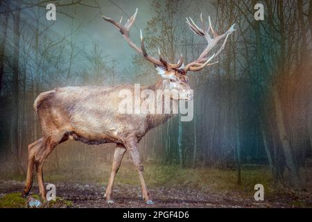 Ein großer Elchhirsch im Wald mit Sonnenstrahlen Stockfoto