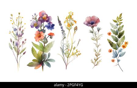 Botanischer Vektorsatz in Aquarell. Sammlung abstrakter Frühlingsblumen, Gras, Blattnäste, Blumenblätter in minimalem Stil. Entwurfsdarstellung Stock Vektor