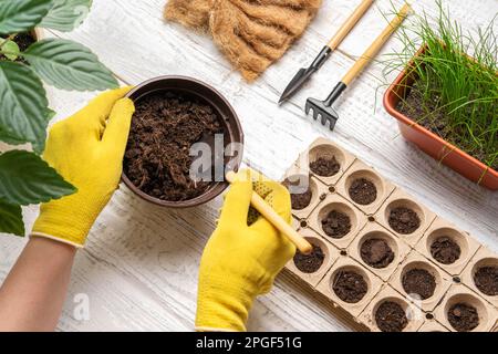 Gärtner, der Blumen pflanzt. Weibliche Hände, die mit Erde arbeiten, natürliche kleine Töpfe. Fertilität. Fürsorgliche Hauspflanzen. Draufsicht. Person, die Saatgut in Germin aussät Stockfoto