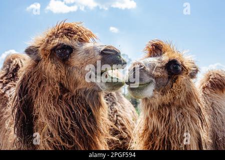 Wo Buckelte Kamele genießen einen sonnigen Tag Gras essen auf Safari, sie sehen lustig aus, sehr hell und gut aussehend, Kamele lächeln einander Stockfoto