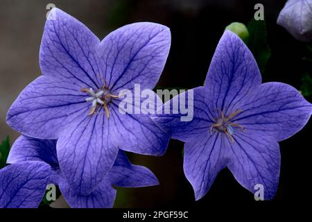 Die Ballonblume Platycodon grandiflorum ist eine attraktive Zierblume mit wunderschönen blauen Blütenblättern Stockfoto