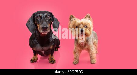 Banner zwei kleine Welpen Hunde, Dackel und yorkshire sitzen und schauen in die Kamera. Isoliert auf pinkfarbenem Hintergrund Stockfoto