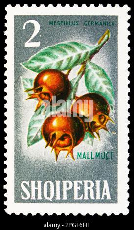 MOSKAU, RUSSLAND - 16. MÄRZ 2023: Poststempel gedruckt in Albanien zeigt gemeine Medlar (Mespilus germanica), Obstserie, circa 1965 Stockfoto