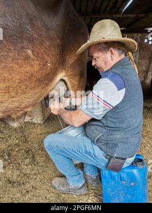 Erfahrener Milchbauer melkt eine Kuh für Milch Stockfoto